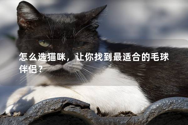 怎么选猫咪，让你找到最适合的毛球伴侣？