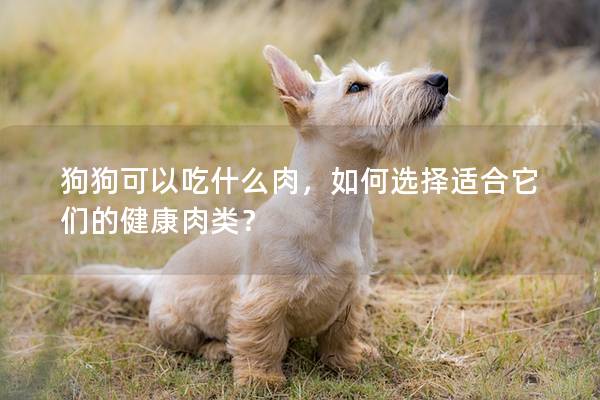 狗狗可以吃什么肉，如何选择适合它们的健康肉类？