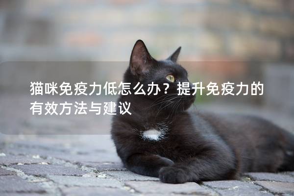 猫咪免疫力低怎么办？提升免疫力的有效方法与建议