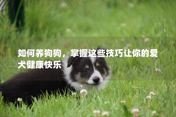 如何养狗狗，掌握这些技巧让你的爱犬健康快乐