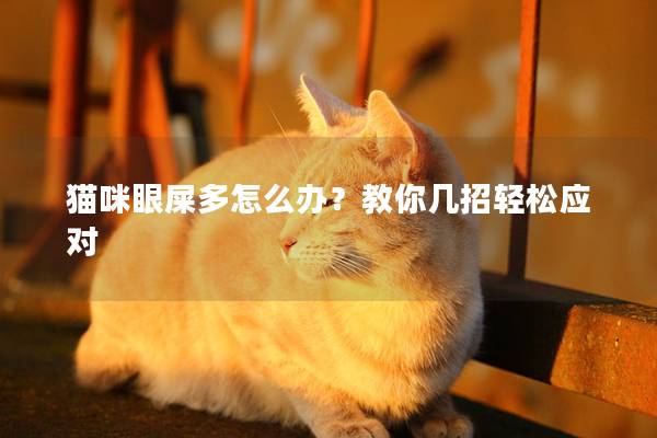 猫咪眼屎多怎么办？教你几招轻松应对