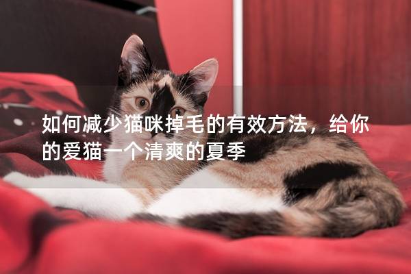 如何减少猫咪掉毛的有效方法，给你的爱猫一个清爽的夏季