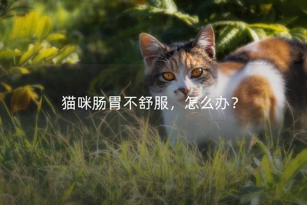 猫咪肠胃不舒服，怎么办？