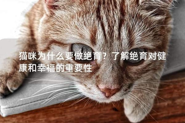 猫咪为什么要做绝育？了解绝育对健康和幸福的重要性