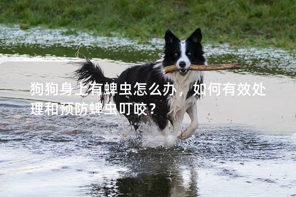 狗狗身上有蜱虫怎么办，如何有效处理和预防蜱虫叮咬？