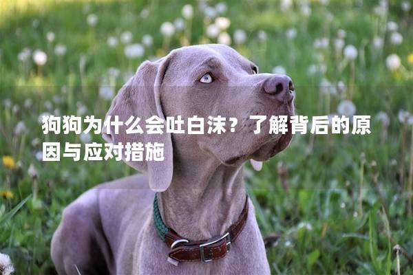 狗狗为什么会吐白沫？了解背后的原因与应对措施