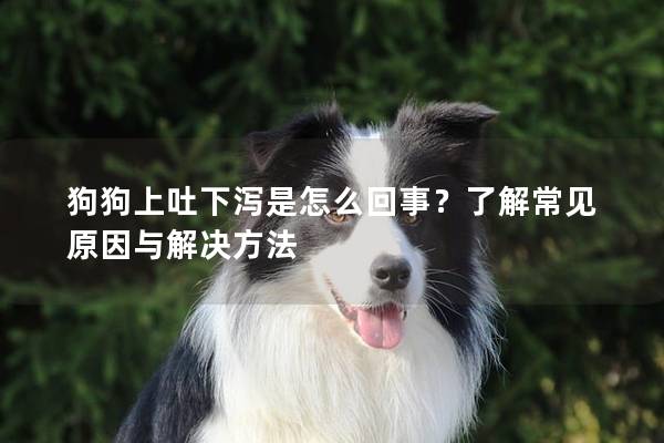 狗狗上吐下泻是怎么回事？了解常见原因与解决方法