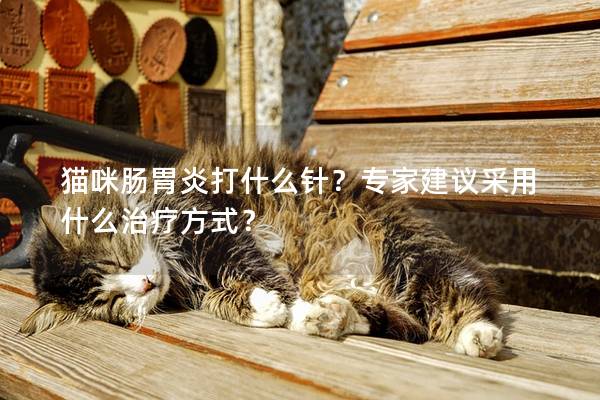 猫咪肠胃炎打什么针？专家建议采用什么治疗方式？