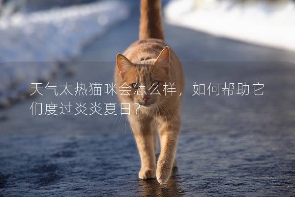 天气太热猫咪会怎么样，如何帮助它们度过炎炎夏日？