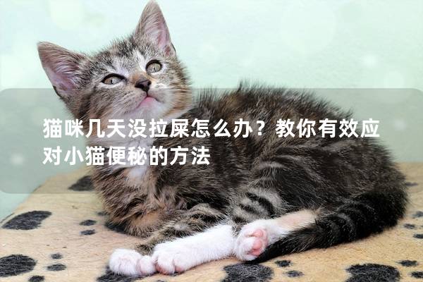 猫咪几天没拉屎怎么办？教你有效应对小猫便秘的方法