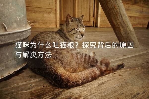 猫咪为什么吐猫粮？探究背后的原因与解决方法