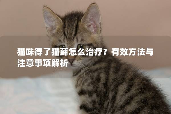 猫咪得了猫藓怎么治疗？有效方法与注意事项解析