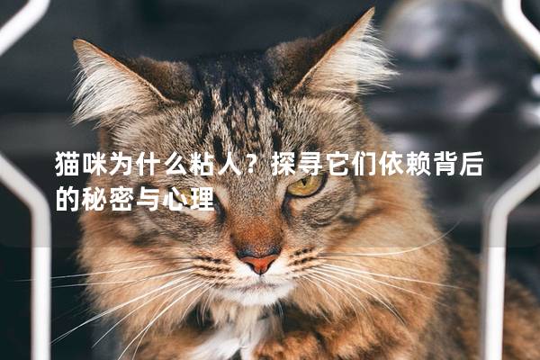 猫咪为什么粘人？探寻它们依赖背后的秘密与心理