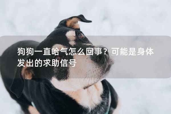 狗狗一直哈气怎么回事？可能是身体发出的求助信号