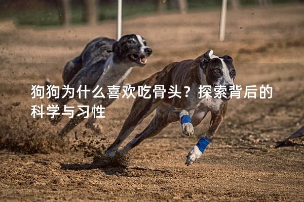 狗狗为什么喜欢吃骨头？探索背后的科学与习性