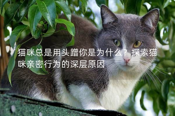 猫咪总是用头蹭你是为什么？探索猫咪亲密行为的深层原因