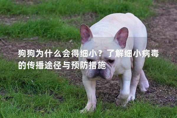 狗狗为什么会得细小？了解细小病毒的传播途径与预防措施