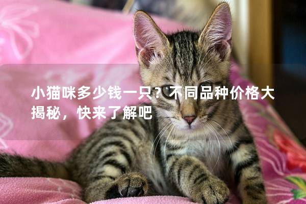 小猫咪多少钱一只？不同品种价格大揭秘，快来了解吧