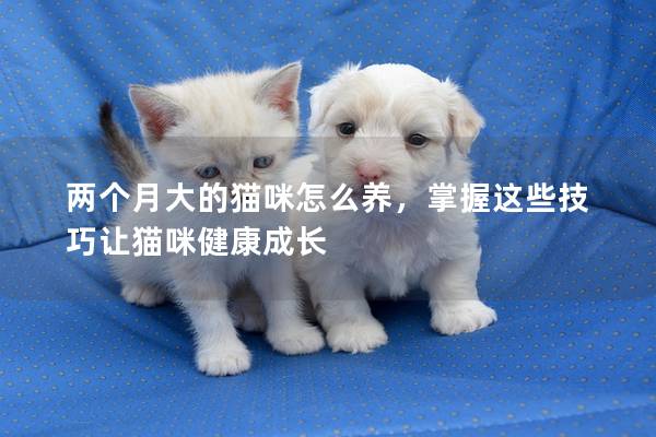 两个月大的猫咪怎么养，掌握这些技巧让猫咪健康成长