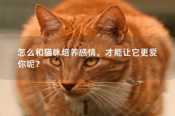 怎么和猫咪培养感情，才能让它更爱你呢？