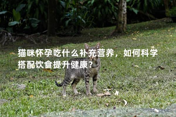 猫咪怀孕吃什么补充营养，如何科学搭配饮食提升健康？