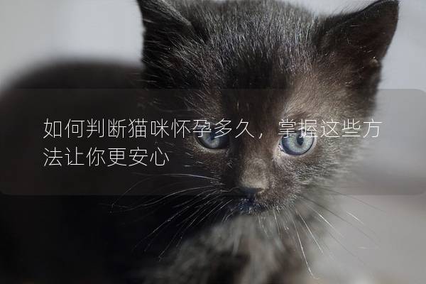 如何判断猫咪怀孕多久，掌握这些方法让你更安心