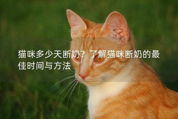 猫咪多少天断奶？了解猫咪断奶的最佳时间与方法