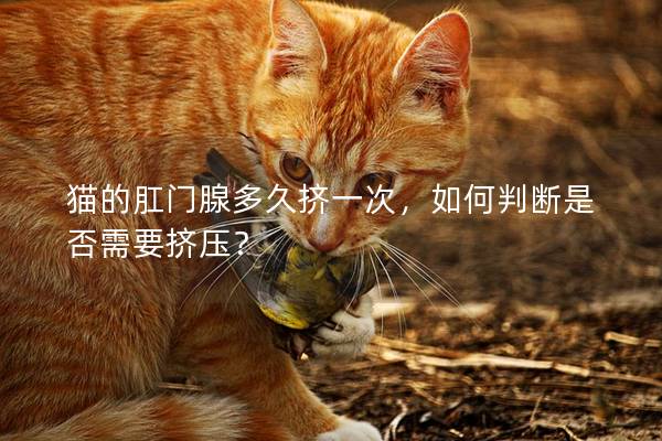 猫的肛门腺多久挤一次，如何判断是否需要挤压？