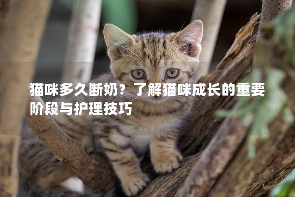 猫咪多久断奶？了解猫咪成长的重要阶段与护理技巧