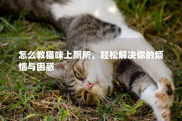 怎么教猫咪上厕所，轻松解决你的烦恼与困惑