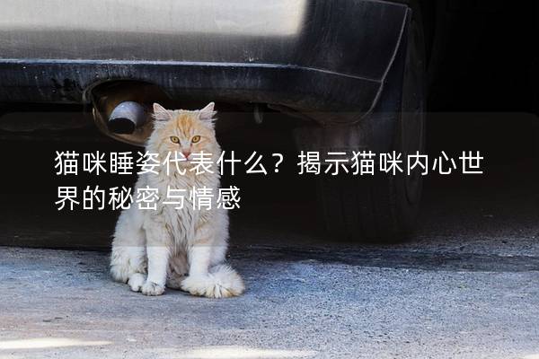 猫咪睡姿代表什么？揭示猫咪内心世界的秘密与情感