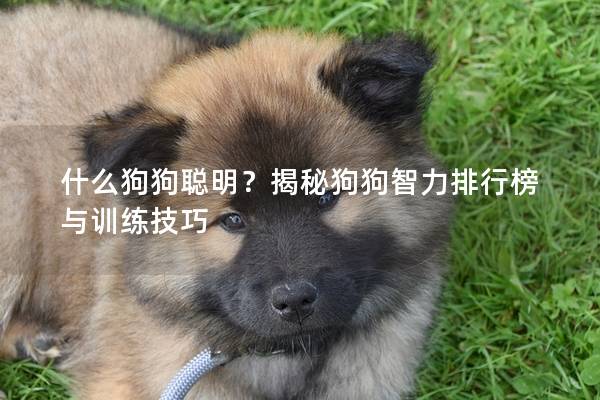 什么狗狗聪明？揭秘狗狗智力排行榜与训练技巧