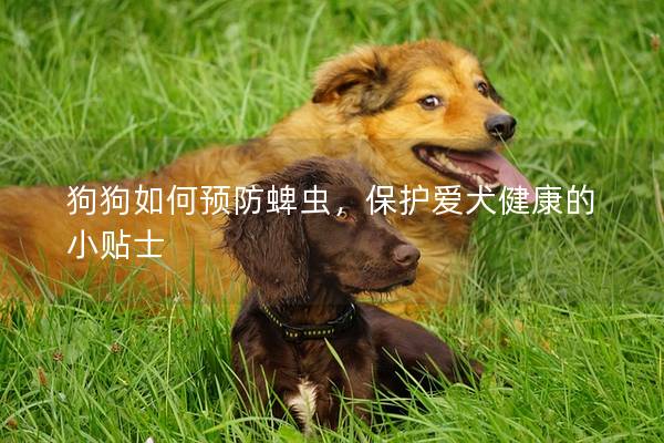 狗狗如何预防蜱虫，保护爱犬健康的小贴士