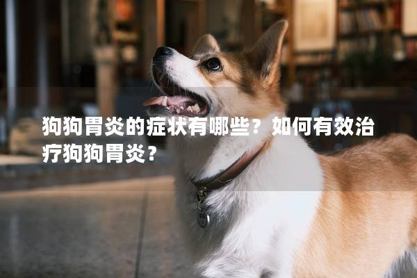 狗狗胃炎的症状有哪些？如何有效治疗狗狗胃炎？