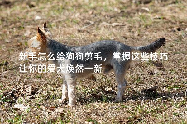 新手怎么给狗狗剪毛，掌握这些技巧让你的爱犬焕然一新