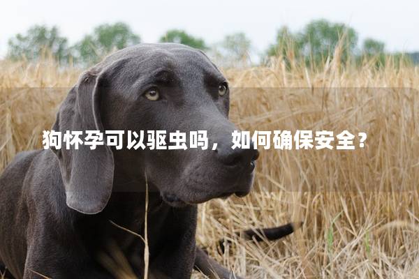 狗怀孕可以驱虫吗，如何确保安全？