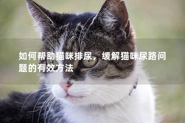 如何帮助猫咪排尿，缓解猫咪尿路问题的有效方法