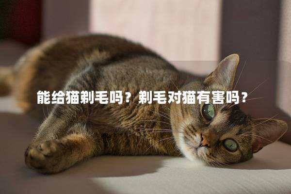 能给猫剃毛吗？剃毛对猫有害吗？