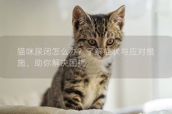 猫咪尿闭怎么办？了解症状与应对措施，助你解决困扰