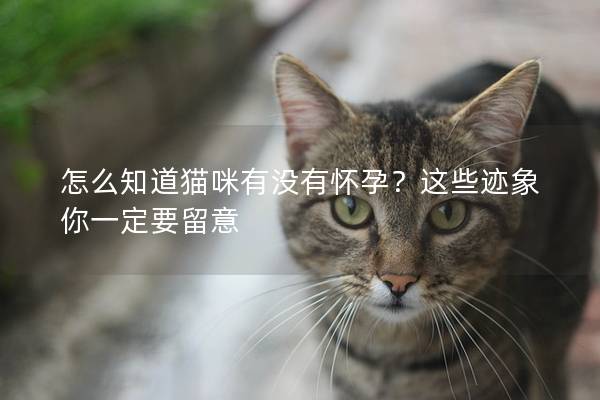 怎么知道猫咪有没有怀孕？这些迹象你一定要留意