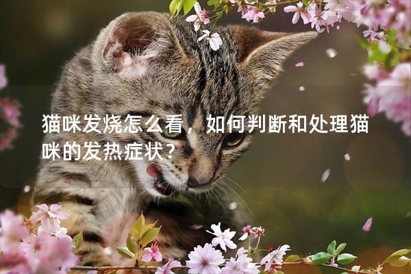 猫咪发烧怎么看，如何判断和处理猫咪的发热症状？