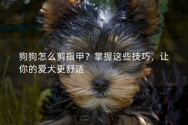 狗狗怎么剪指甲？掌握这些技巧，让你的爱犬更舒适