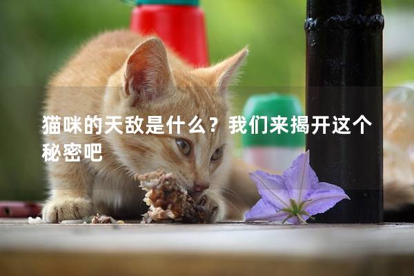 猫咪的天敌是什么？我们来揭开这个秘密吧