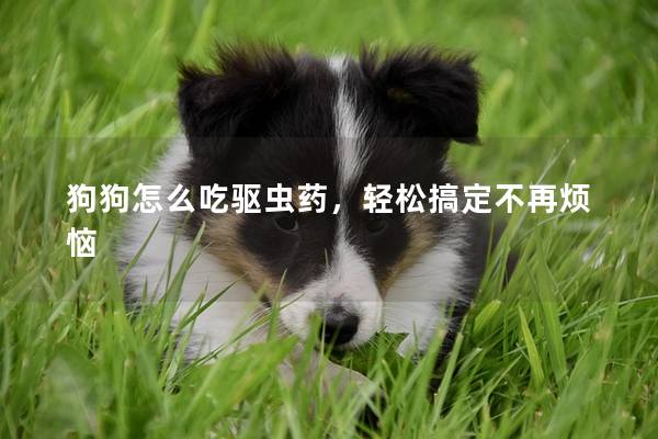 狗狗怎么吃驱虫药，轻松搞定不再烦恼