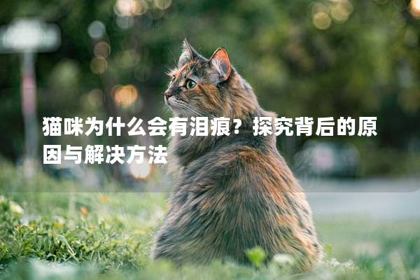 猫咪为什么会有泪痕？探究背后的原因与解决方法