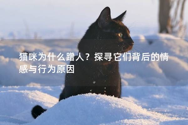 猫咪为什么蹭人？探寻它们背后的情感与行为原因