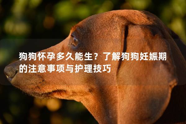 狗狗怀孕多久能生？了解狗狗妊娠期的注意事项与护理技巧