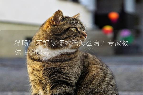 猫肠胃不好软便拉稀怎么治？专家教你正确喂养