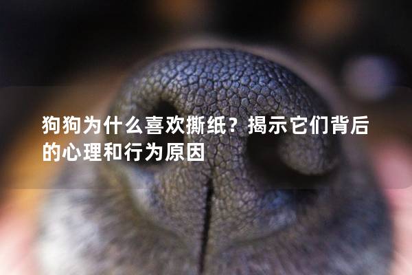 狗狗为什么喜欢撕纸？揭示它们背后的心理和行为原因