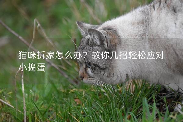 猫咪拆家怎么办？教你几招轻松应对小捣蛋